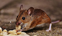 24 Hour & Emergency Exterminators in Solsville, NY